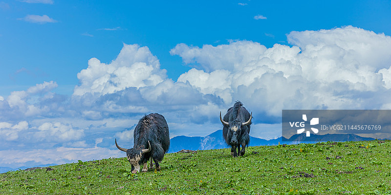 丽江玉龙雪山牦牛坪图片素材