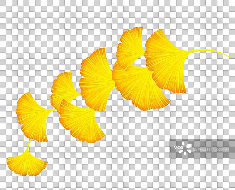 银杏叶元素图片素材