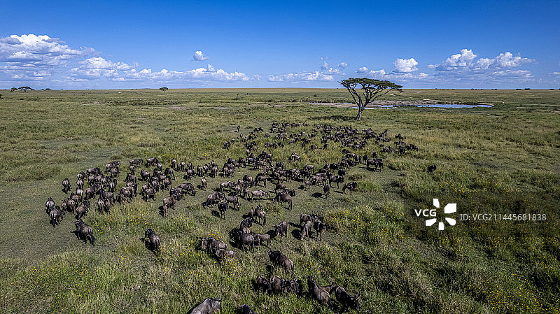 航拍坦桑尼亚塞伦盖蒂大草原，野生动物的世界栖息地图片素材