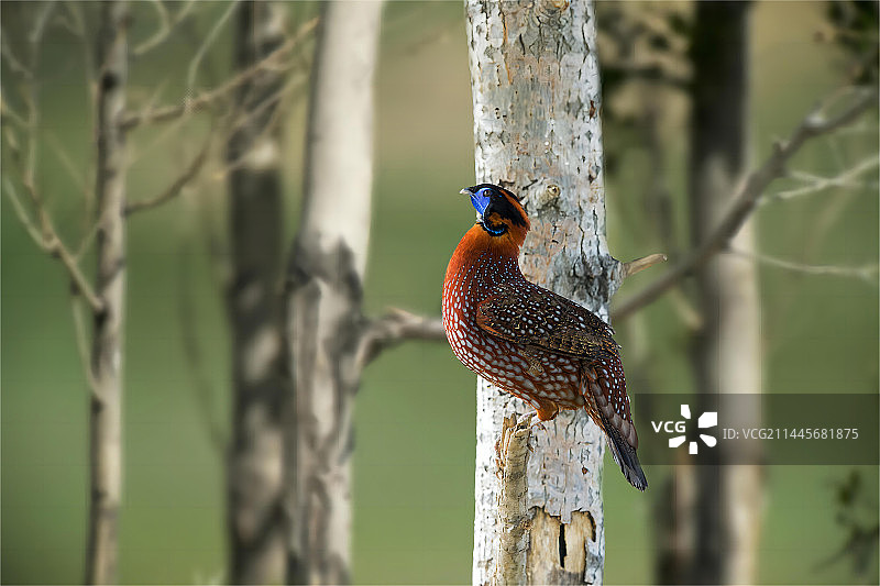 红腹角雉在树上休息图片素材