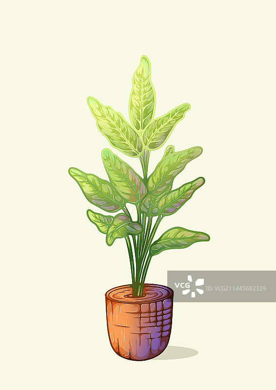 盆栽绿植仙天堂鸟图片素材