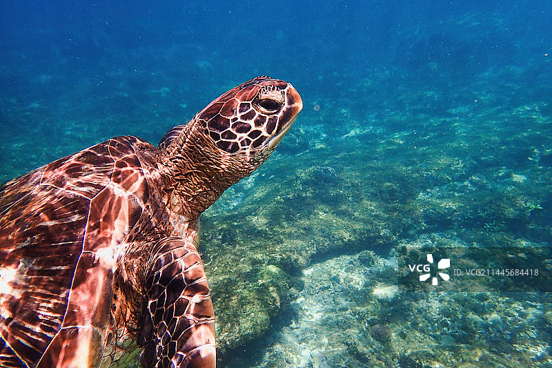 菲律宾APO岛海龟图片素材