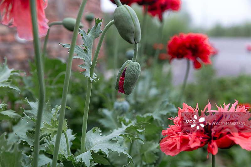 盛开的罂粟花、大烟花图片素材