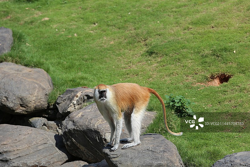 长沙动物园里的猴子图片素材