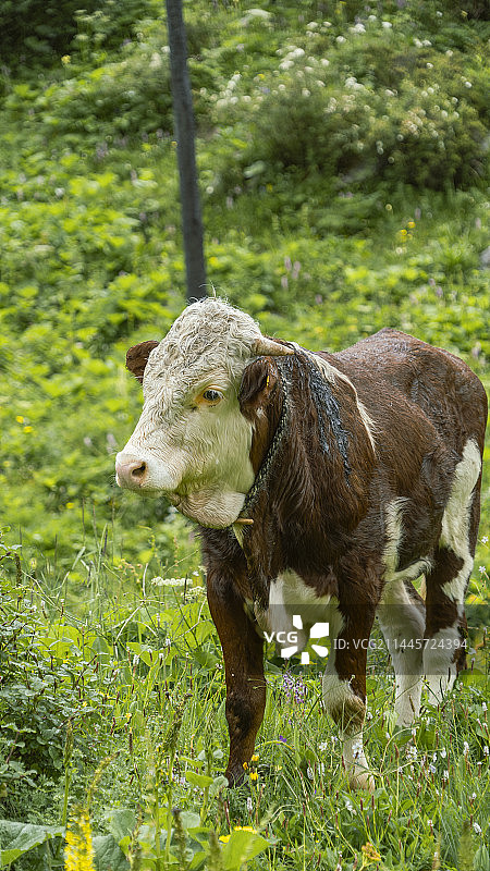 高原牦牛图片素材