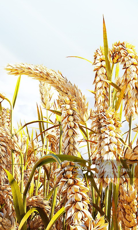 稻田里成熟的水稻场景图片素材