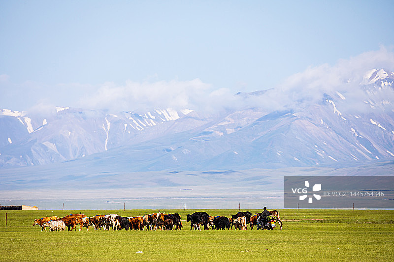 巴音布鲁克大草原上的牧群图片素材