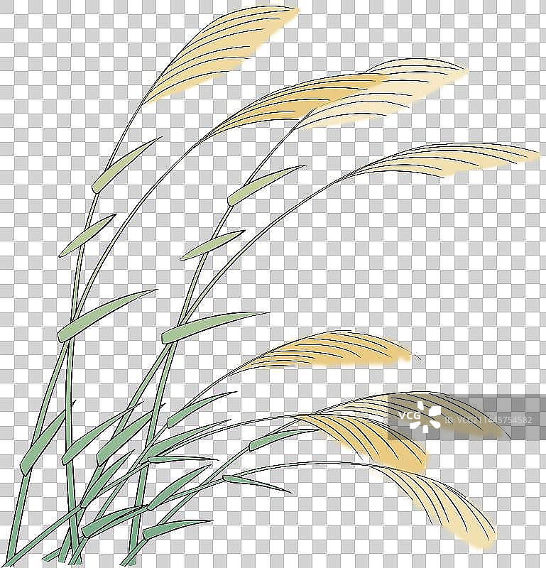 植物水边的芦苇丛元素图片素材