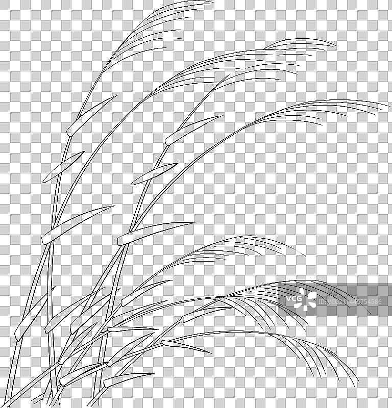 植物水边的芦苇丛元素图片素材