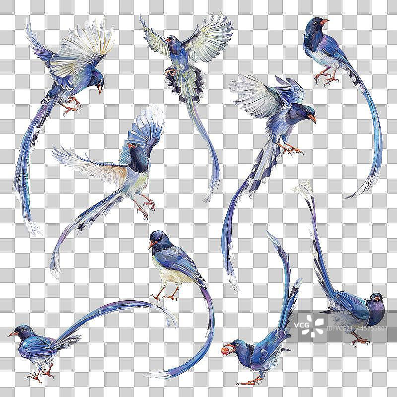 鸟类 飞鸟 红嘴蓝鹊图片素材