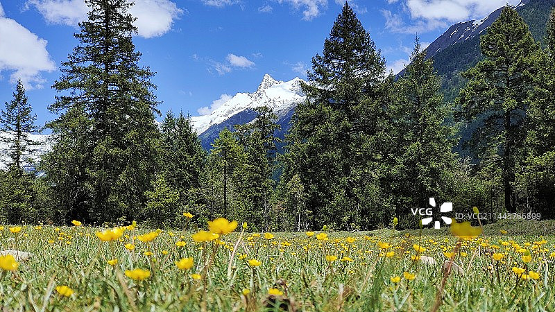 黄花植物对天空的特写镜头图片素材