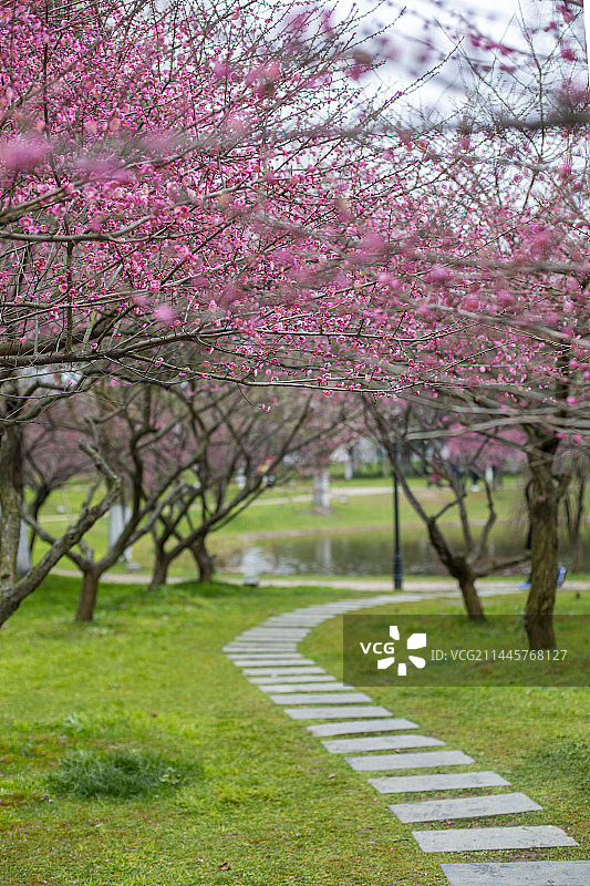 湖南橘子洲梅园盛开的梅花及小路图片素材