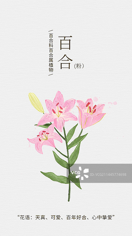 水彩手绘花卉之粉百合图片素材