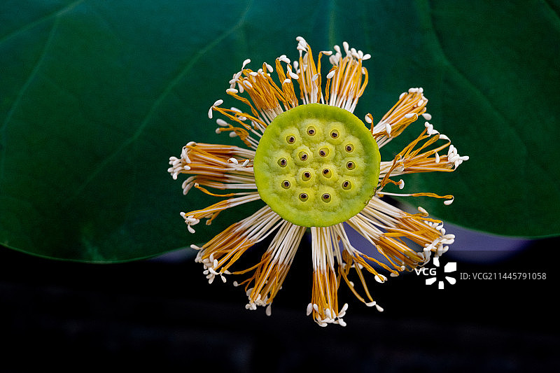 夏天北京荷塘里盛开的荷花图片素材