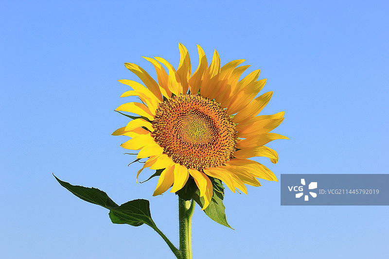 天蓝色背景中的向日葵花朵图片素材