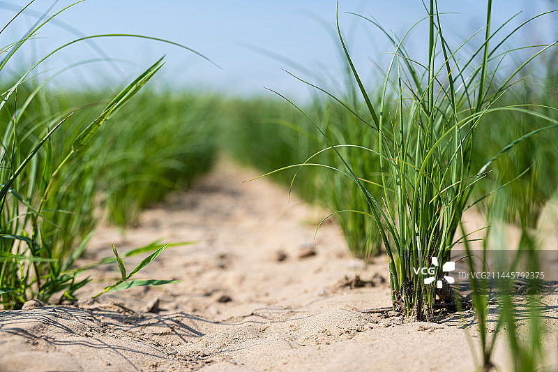 干涸的田地里的秧苗图片素材