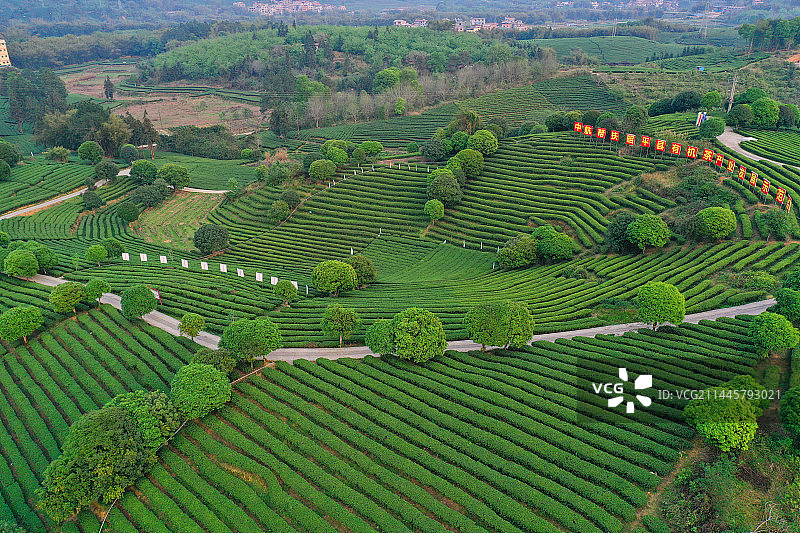 广西昭平县：江口村有机茶园图片素材