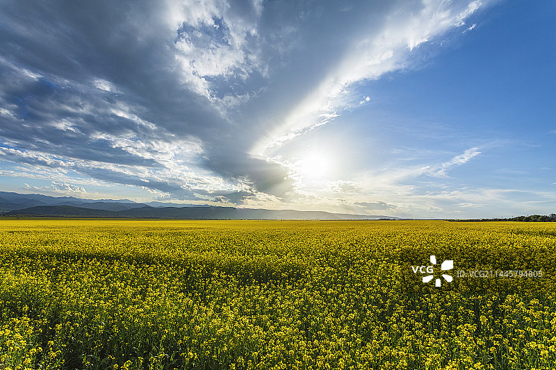 油菜花开图片素材