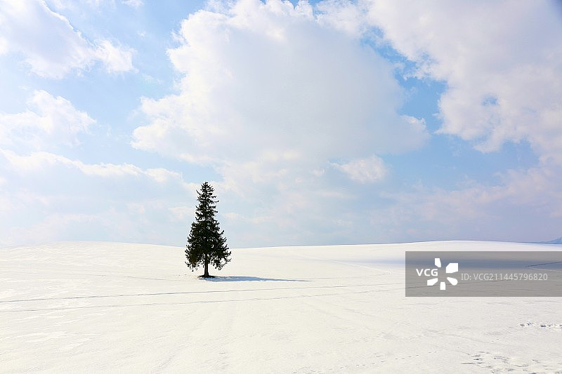 冬日雪地的松树图片素材