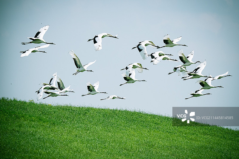 丹顶鹤图片素材