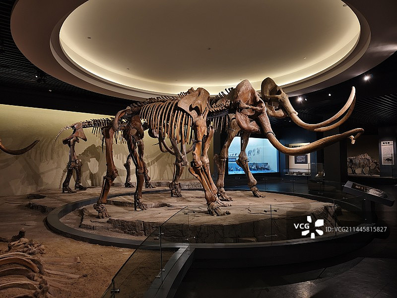 大庆博物馆古生物化石图片素材