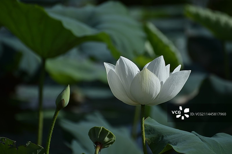 白荷花系列：前世今生来世、昨天今天明天、过去当下未来图片素材