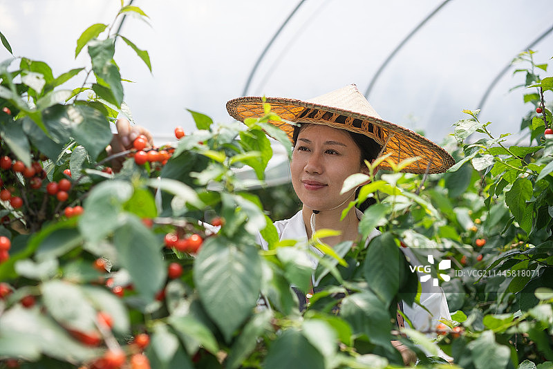 女性农民在果园采摘樱桃图片素材