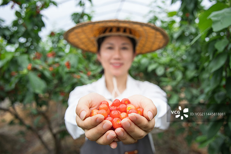 女性农民在果园采摘樱桃图片素材