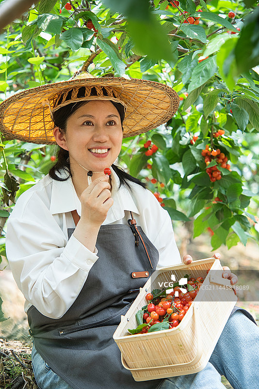 女性农民在果园采摘樱桃图片素材
