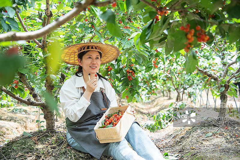 女性农民在果园采摘樱桃图片素材