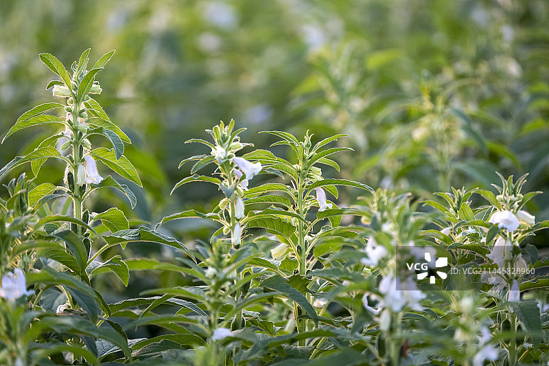 芝麻花油料作物城市风光自然风景图片素材