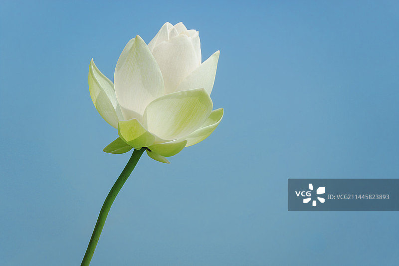 蓝天下的白荷花图片素材