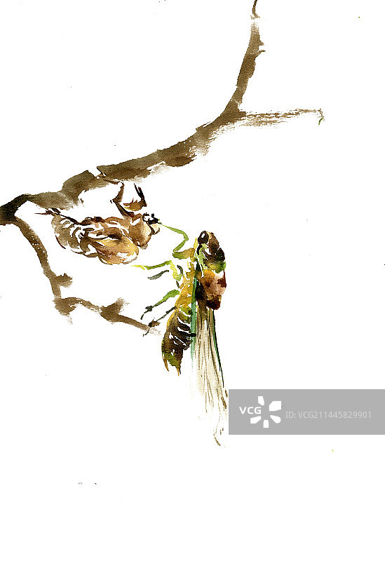 树枝上的蝉蜕图片素材