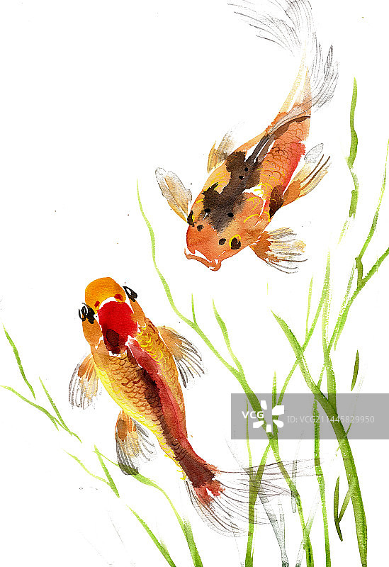 水中的金鱼图片素材