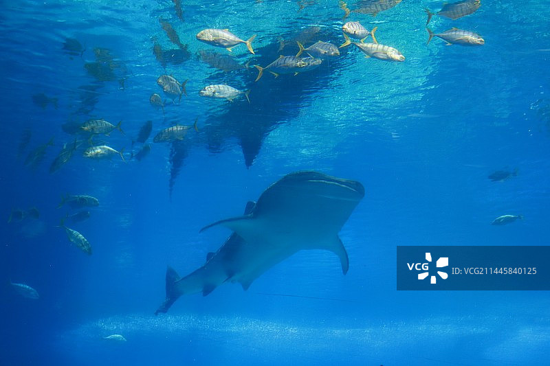海洋生物特写图片素材
