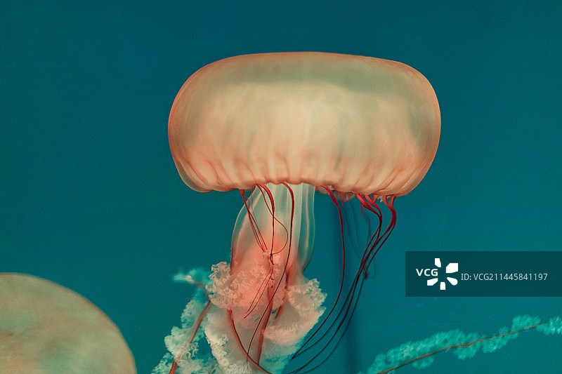 水母图片素材