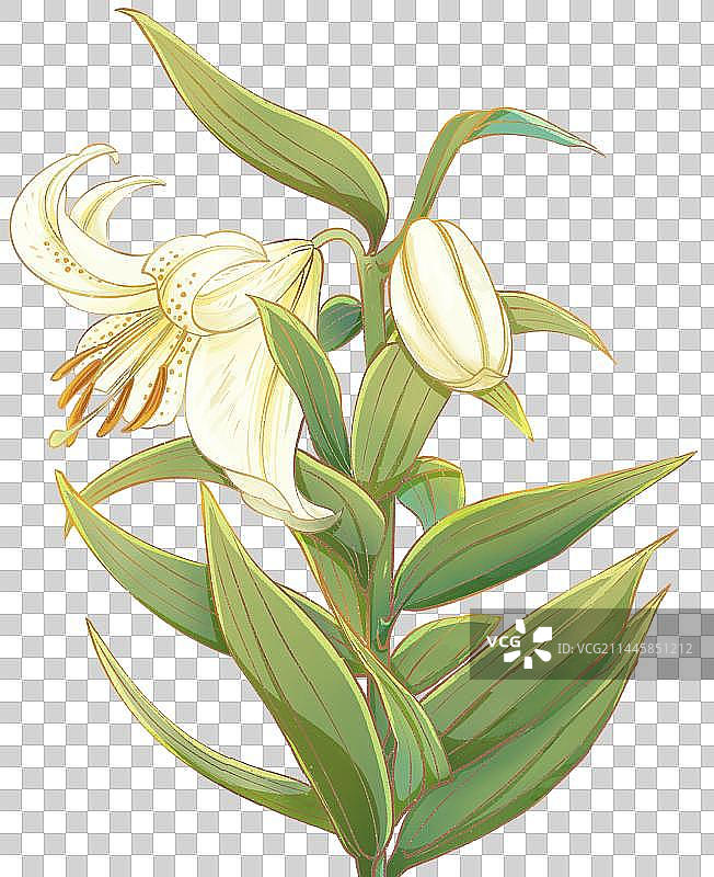 百合花写实绘画插图图片素材