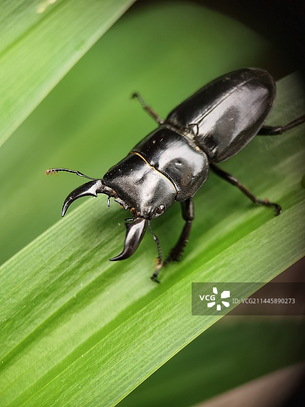 甲壳虫图片素材
