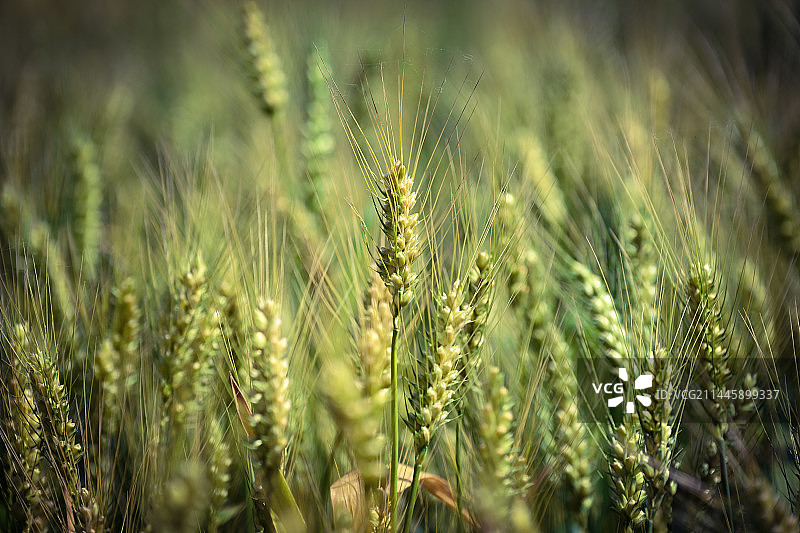 麦浪图片素材