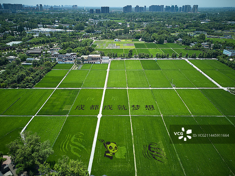 成都温江和林稻海航拍视角图片素材