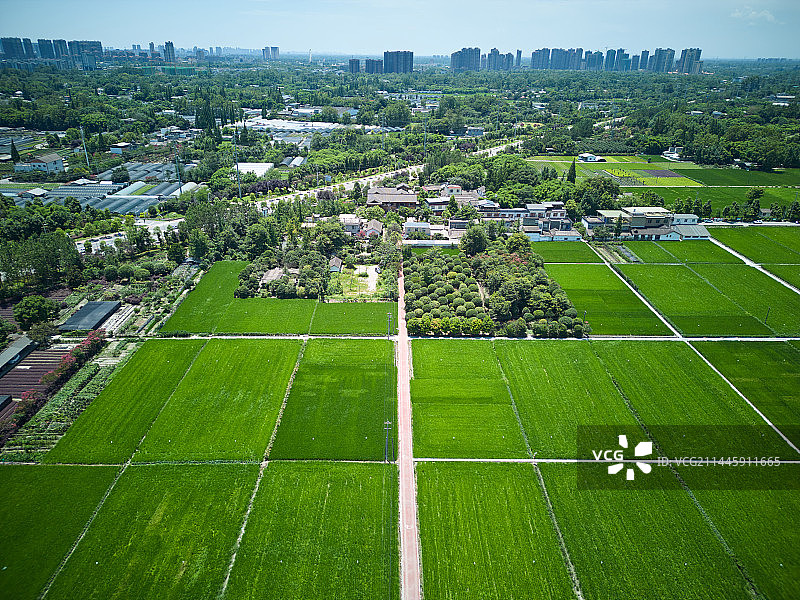 成都温江和林稻海航拍视角图片素材