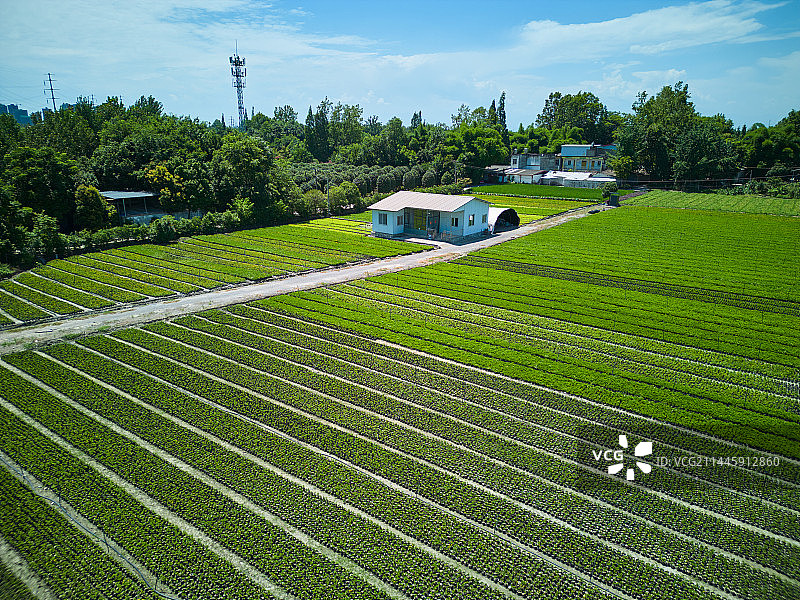 成都温江和林稻海航拍视角图片素材