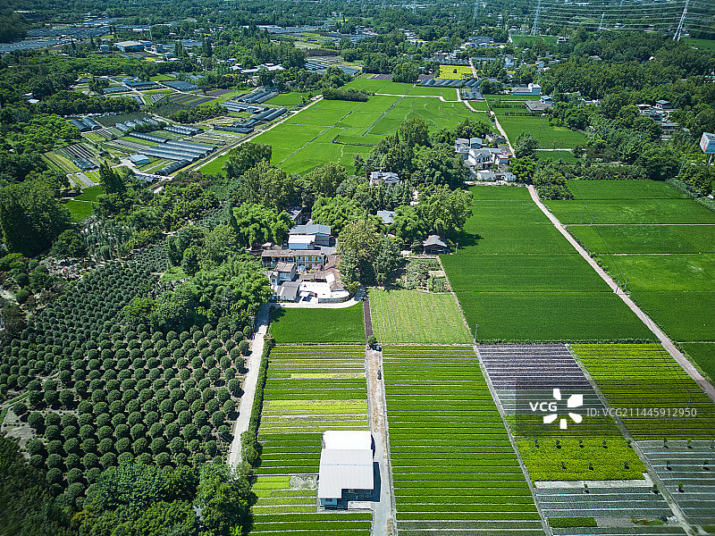 成都温江和林稻海航拍视角图片素材