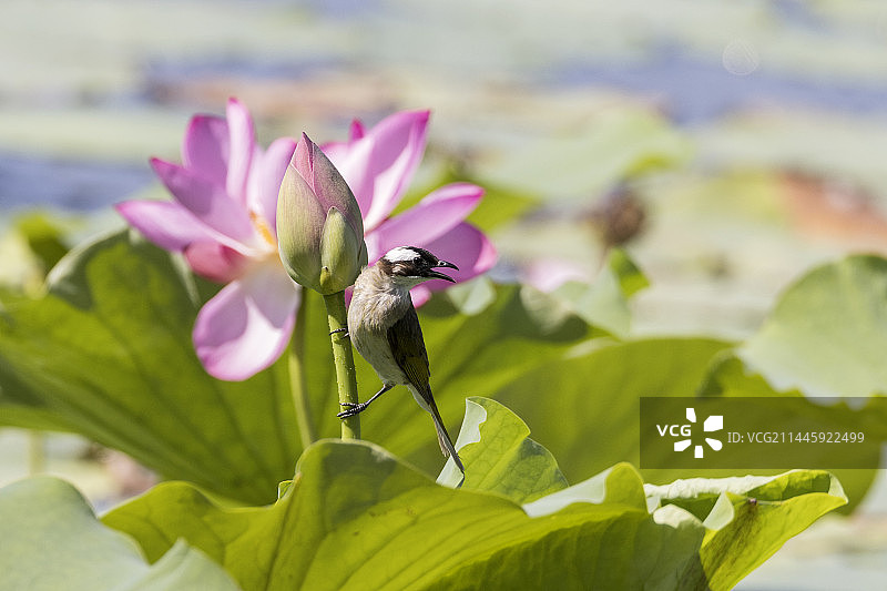栖息在荷花上的白头翁图片素材