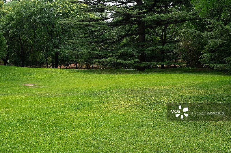 公园绿色的草坪修剪的非常整齐图片素材