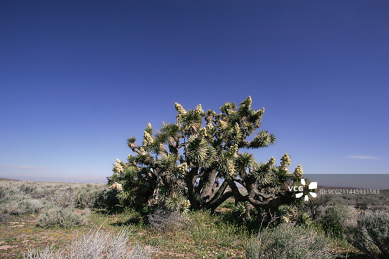 约舒亚树在加州的沙漠中图片素材