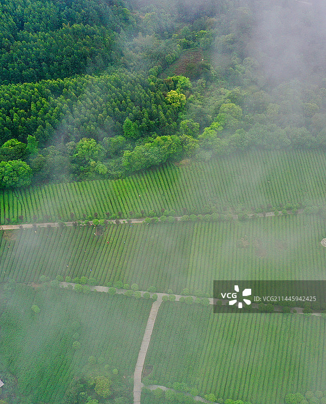 广西昭平县：云雾缭绕采春茶图片素材