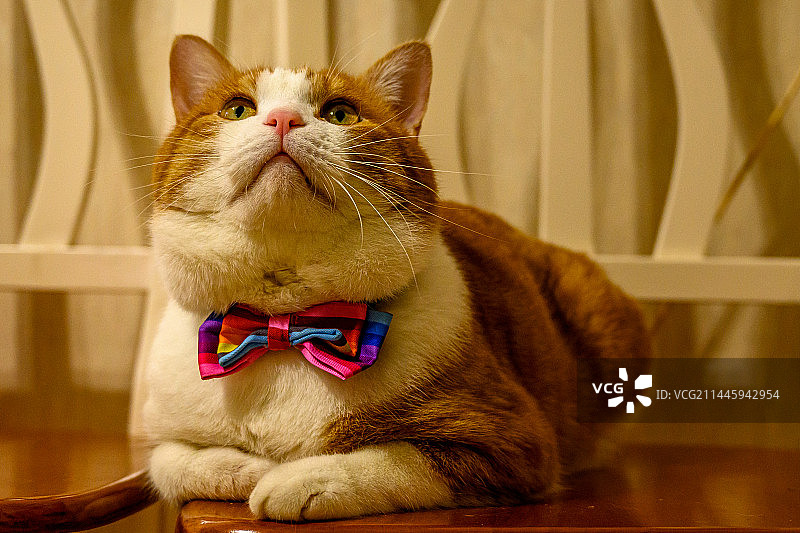 室内带着蝴蝶结的橘猫抬头肖像特写图片素材