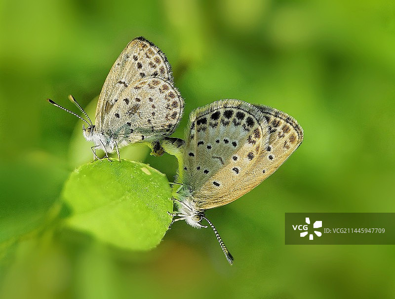 阳光下的恋情图片素材