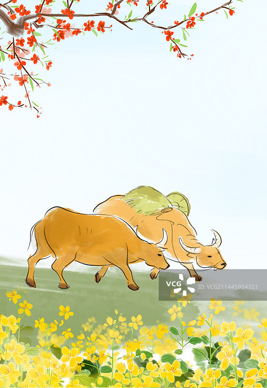 夏天乡村水牛图片素材